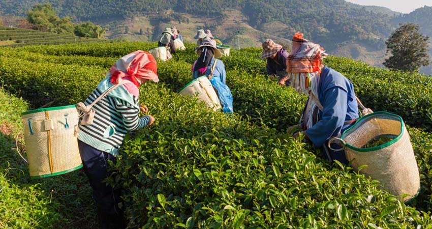 Darjeeling Offbeat Package