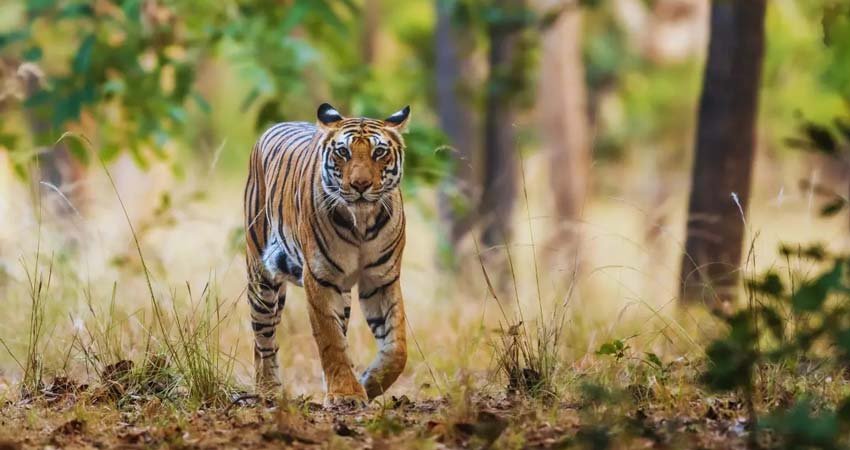 Dudhwa National Park Tour