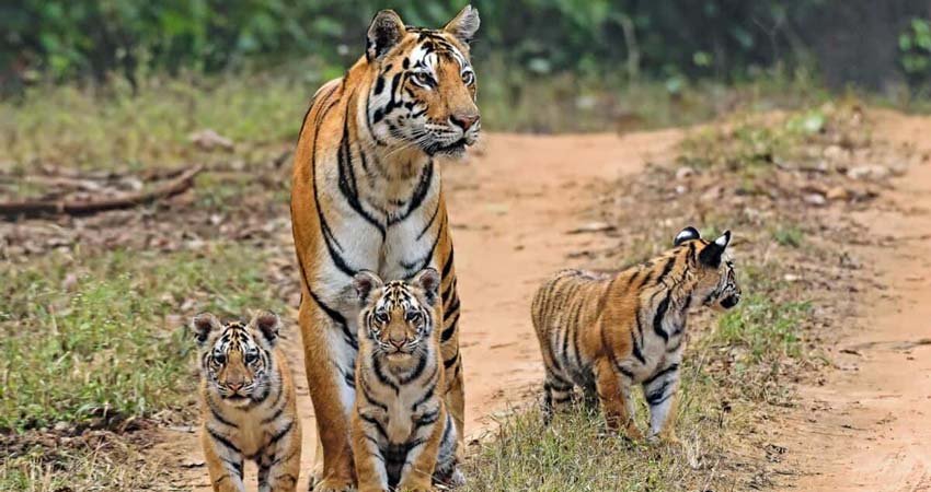 India Tiger Tour
