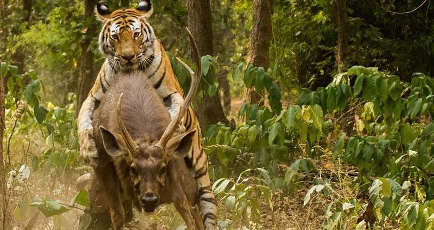 India Tiger Tour