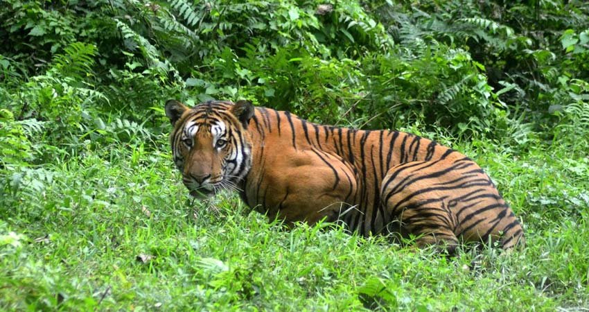 Kaziranga National Park Tour