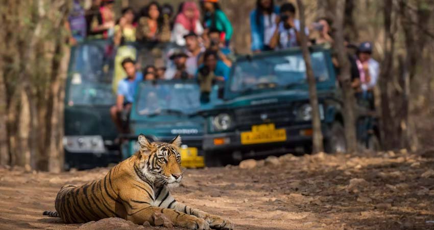 Ranthambore National Park Tour