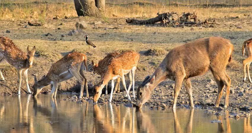 Ranthambore National Park Tour