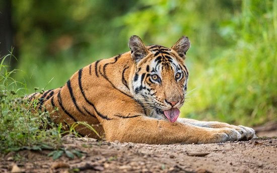 India Tiger Tour