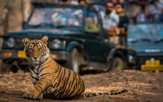 Corbett Wildlife Safari Tour 