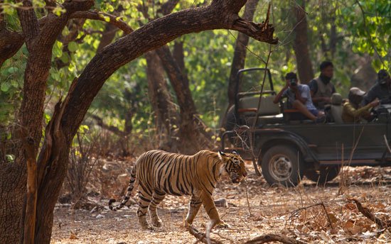 Corbett Dhikala Tour