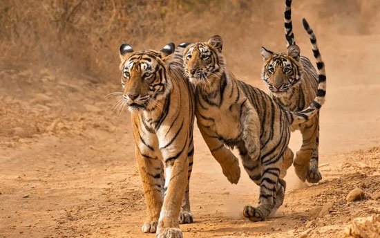 Rajasthan Wildlife Tour