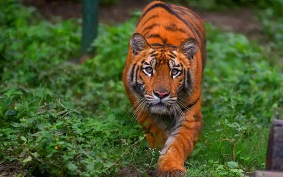 Rajaji National Park