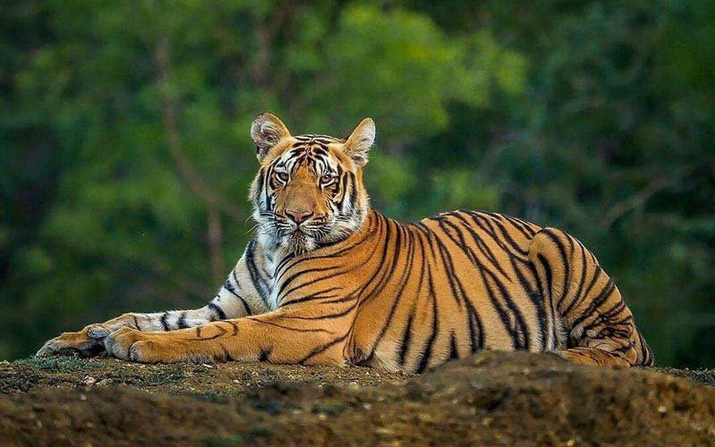 Corbett Tiger Reserve, Jim Corbett National Park