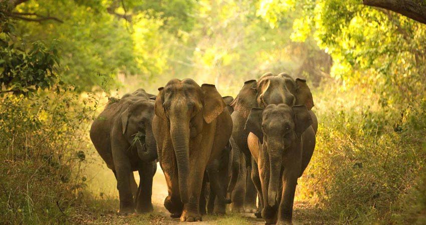 Elephant Safari, Jim Corbett National Park