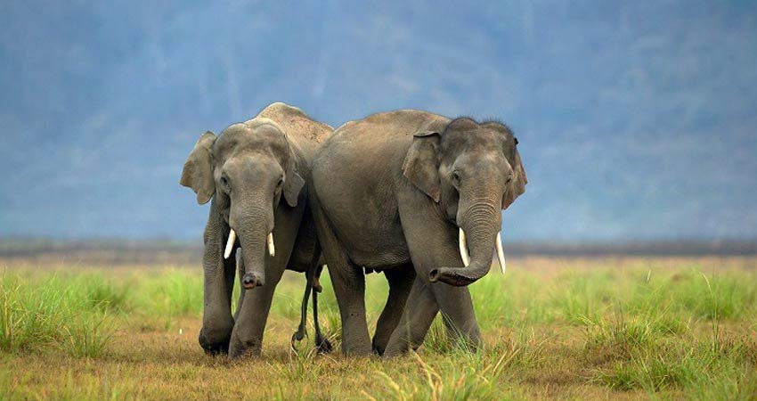 Elephant Safari, Jim Corbett National Park