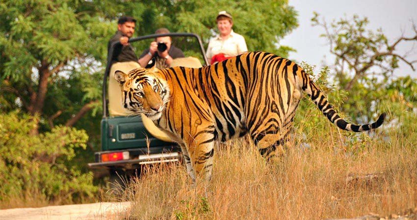 Jeep Safari, Jim Corbett National Park