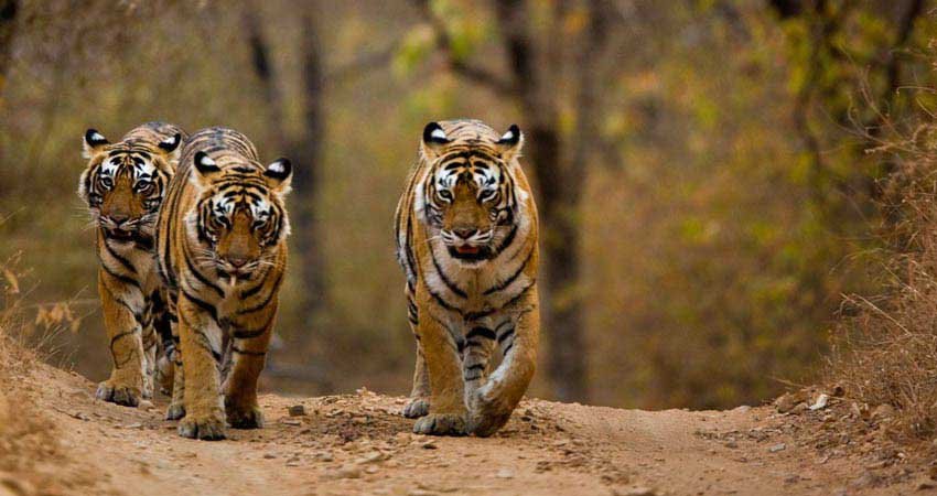 Corbett Luxury Tour, Jim Corbett National Park