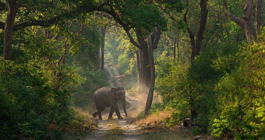 Corbett Luxury Tour, Jim Corbett National Park