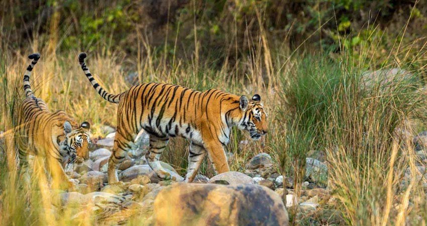 Corbett Luxury Tour, Jim Corbett National Park
