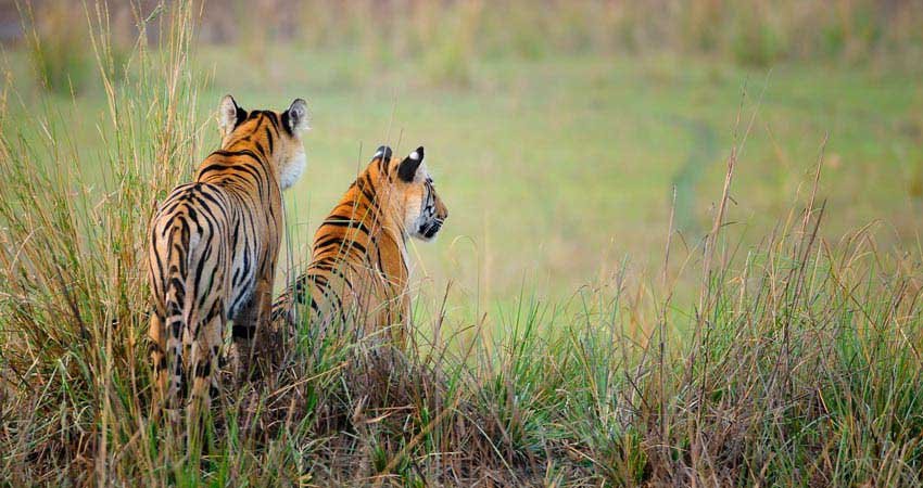 Corbett Nainital Tour, Jim Corbett National Park