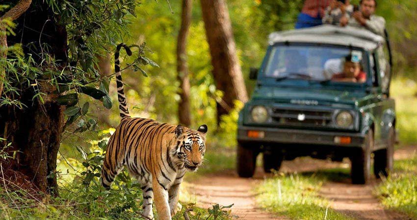Corbett Wildlife Safari Tour, Jim Corbett National Park