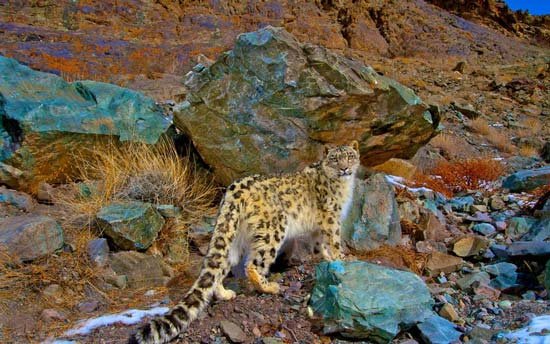 Hemis National Park