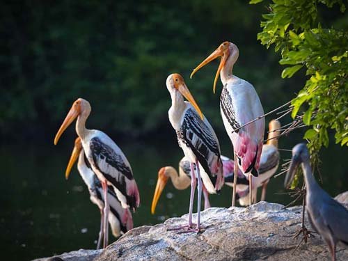 Rajasthan Bird Tour