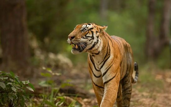Ranthambore National Park