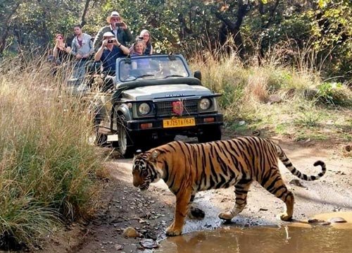 Wildlife Safari 