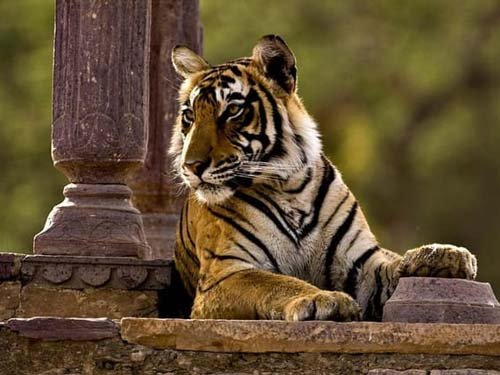 Rajasthan Wildlife Tour