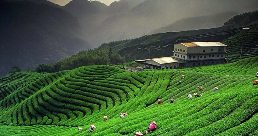 Kausani, Almora, Nainital Tour