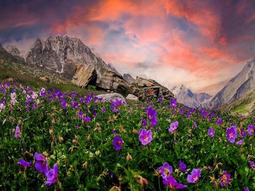 Valley Of Flowers Trekking